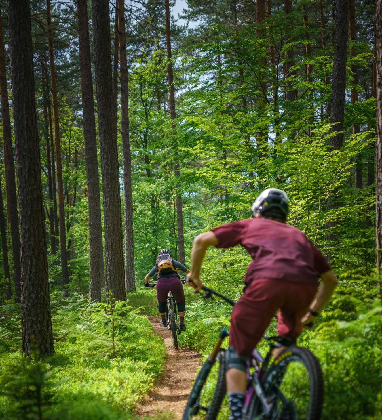 Family cycling along a forest trail