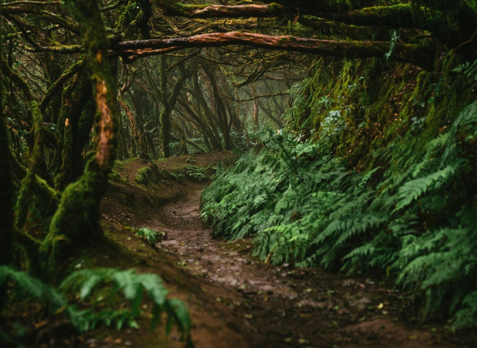 Forest walks trail through a misty woodland